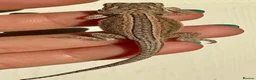 Bearded Dragon reptiles for sale: 🦎 beautiful G stripped dragons 🐉  - Advert 9