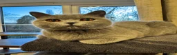 British Shorthair cats for sale: Beautiful British Blue Girl Seeks Retirement Home - Advert 5