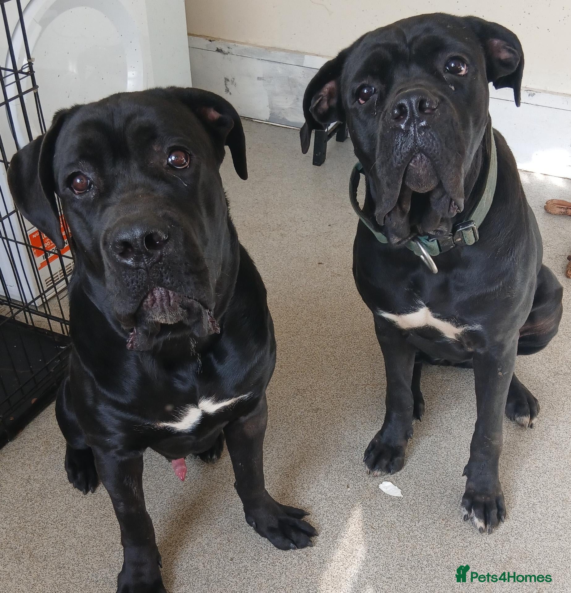 Cane Corso dogs for stud: Abkc reg stud boy  - Advert 1