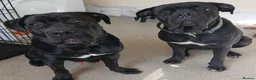 Cane Corso dogs for stud: Abkc reg stud boy  in London - Advert 1