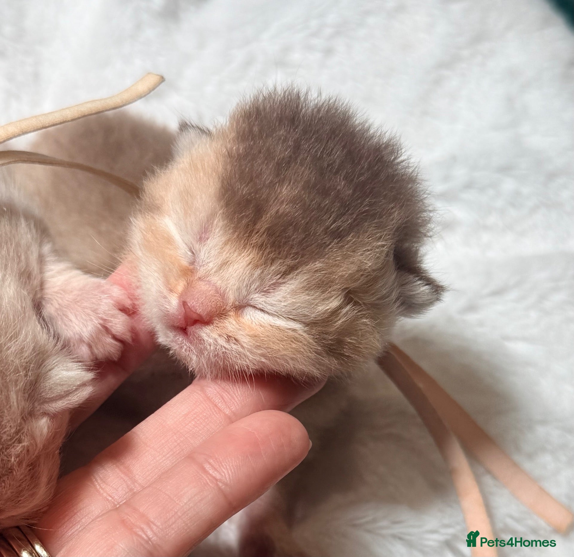 British Shorthair cats 6 gorgeous golden chocolate litter  - Advert 8