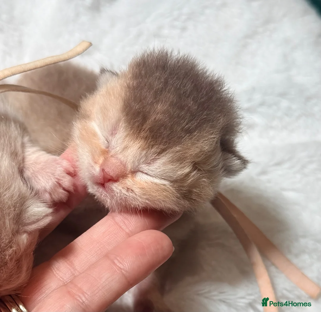 British Shorthair cats for sale: 6 gorgeous golden chocolate litter  - Advert 2