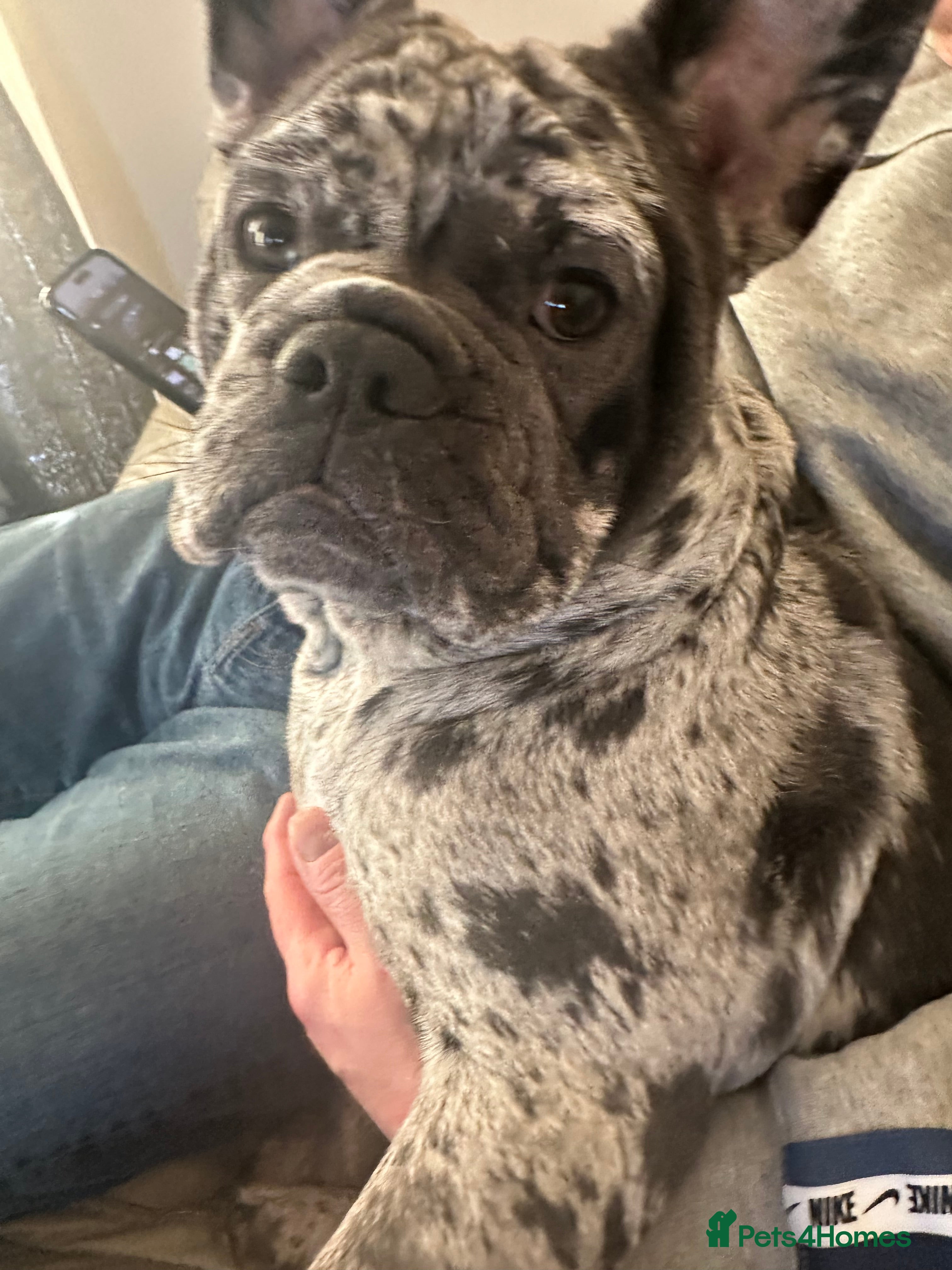 Mixed Breed dogs French x English bulldog  - Advert 1