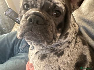 Mixed Breed dogs French x English bulldog - Advert 1