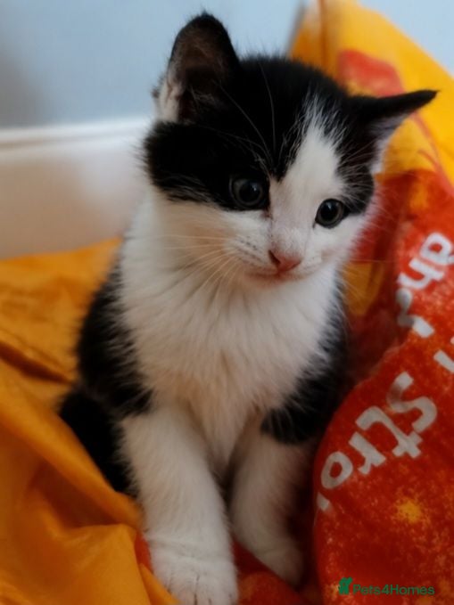 Mixed Breed cats Adorable kittens ready for homes - Advert 1