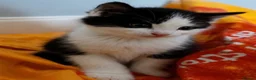 Mixed Breed cats for sale: Adorable kittens ready for homes in Aberdeen - Advert 1