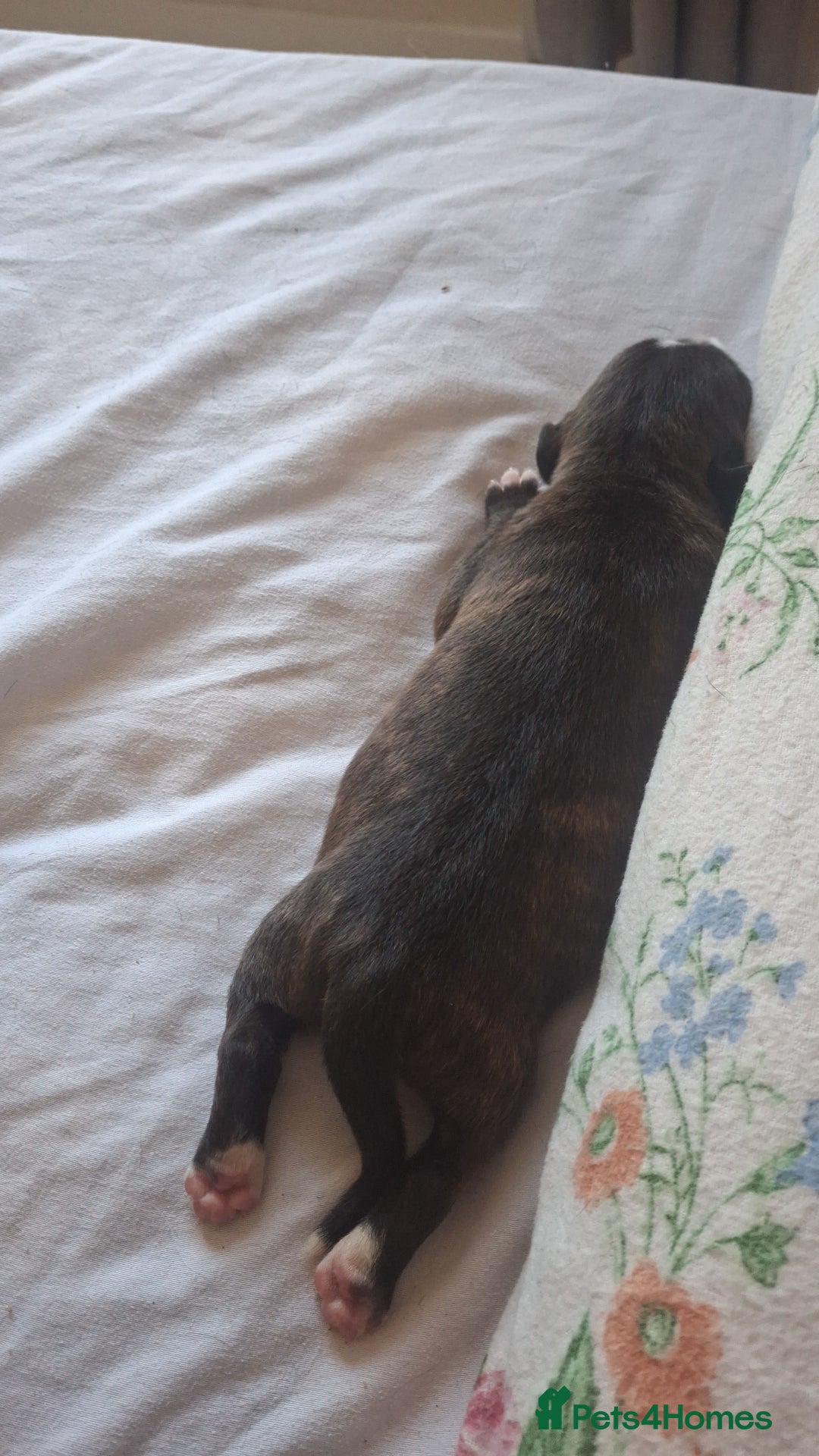 Mixed Breed dogs for sale: 2 boy 2 girls springer mixed with staff puppys - Image 21