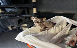 Sphynx cats for sale: LAST 2 tortie elf girls left  - Image 33