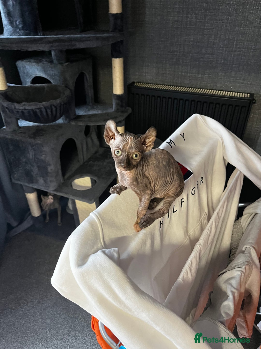 Sphynx cats for sale: LAST 2 tortie elf girls left  - Image 33