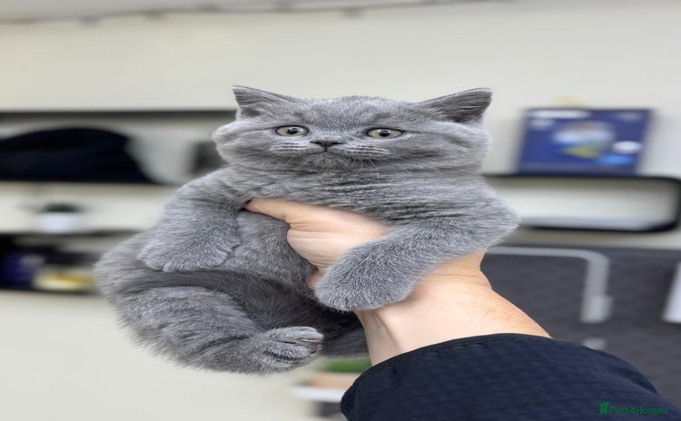 British Shorthair cats - Advert 3