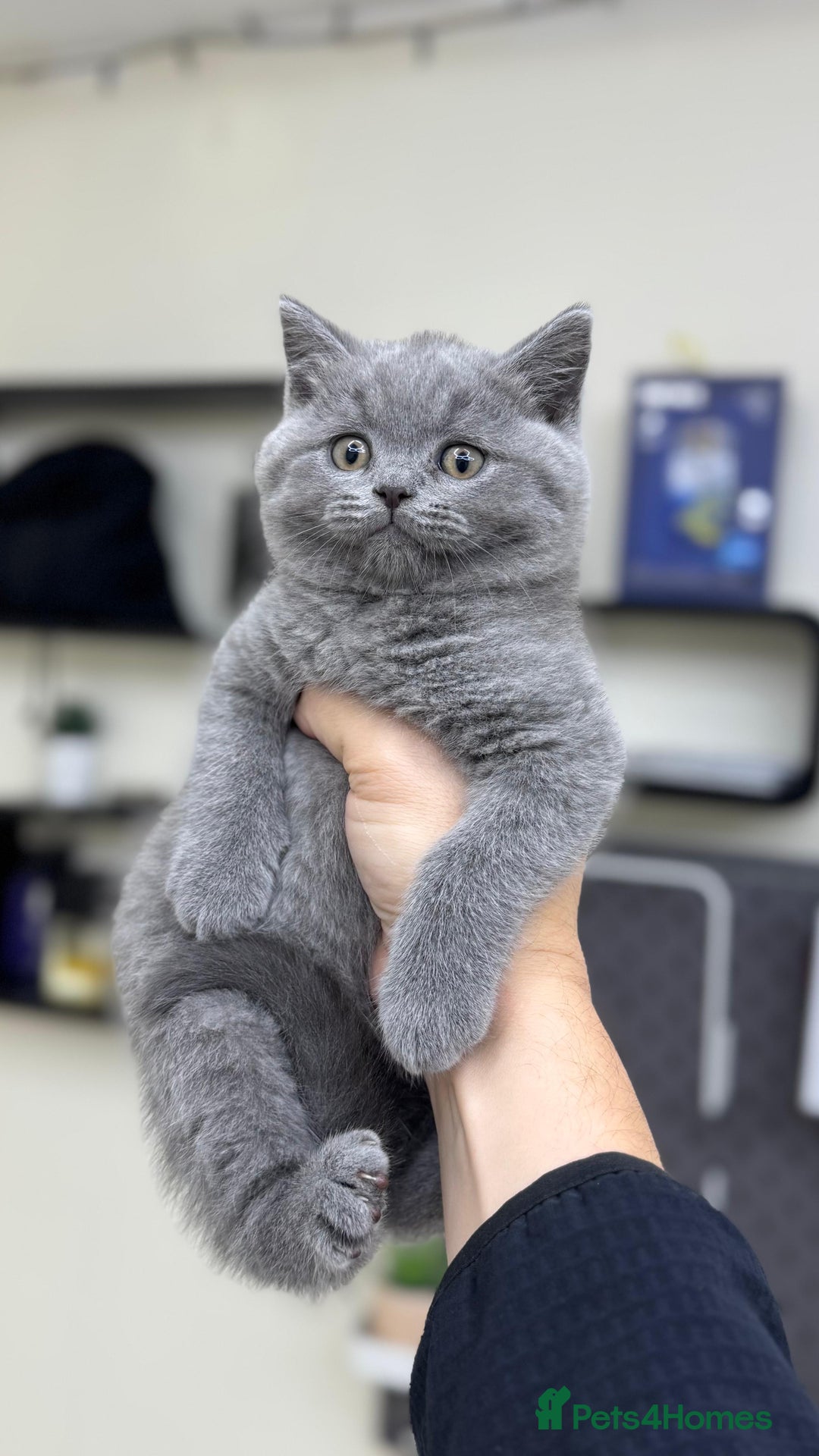 British Shorthair cats for sale: British shorthair kittens  - Image 1