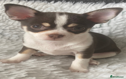 Chihuahua dogs for sale: ❤️ STUNNING KC QUALITY GIRL PUPPY ❤️  in Grimsby - Image 7