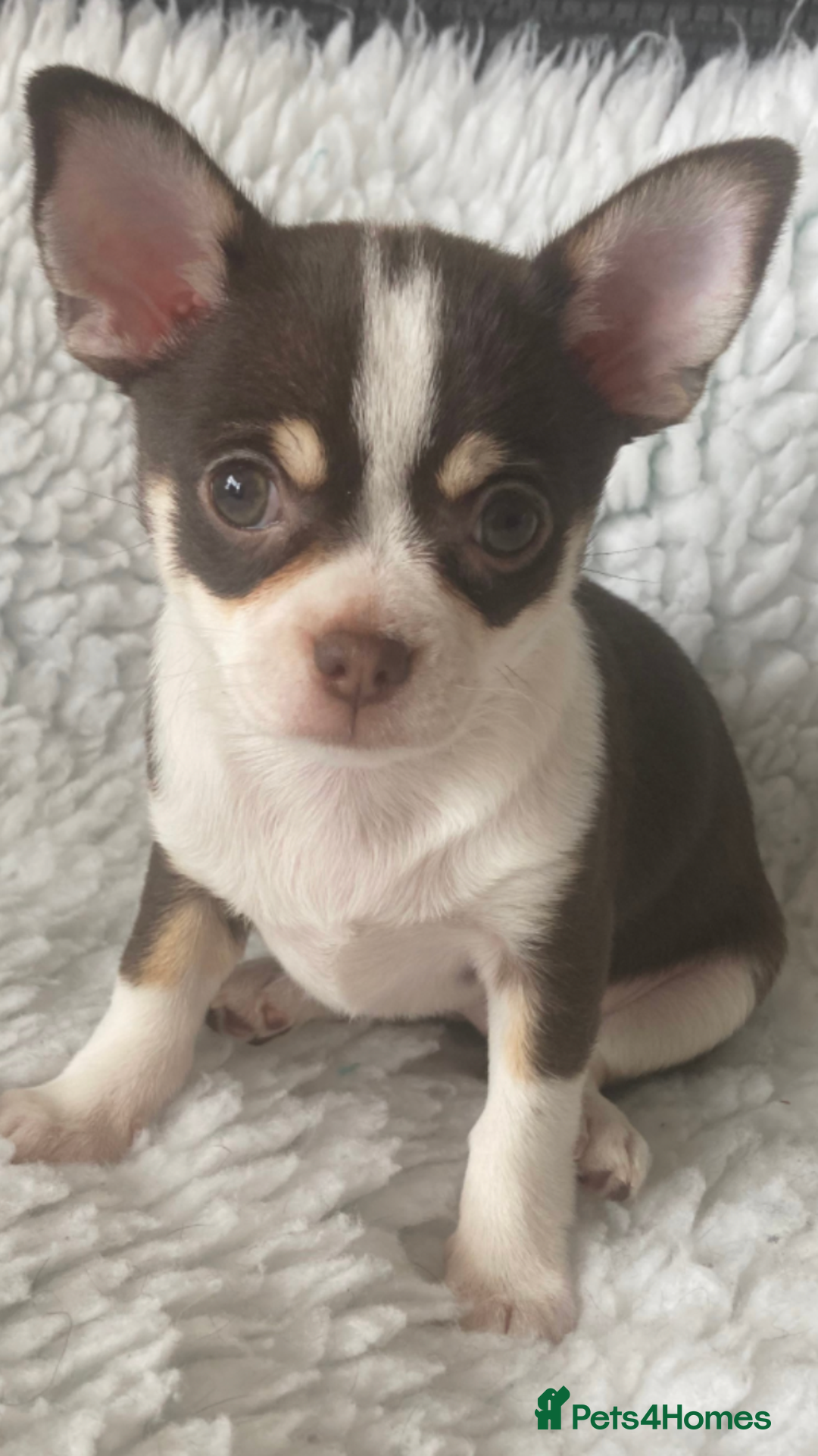 Chihuahua dogs for sale: ❤️ STUNNING KC QUALITY GIRL PUPPY ❤️  in Grimsby - Image 7
