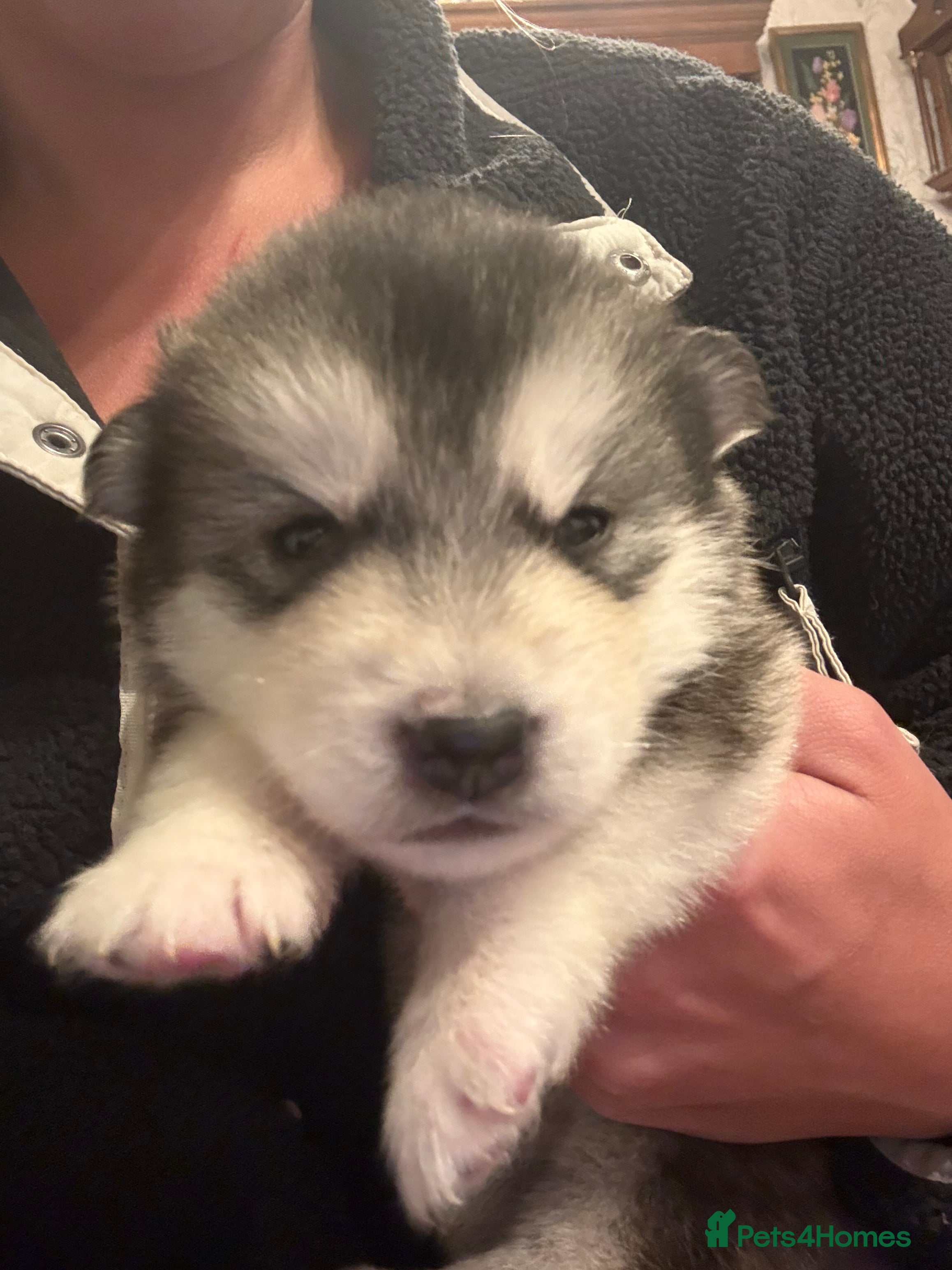 Alaskan Malamute dogs for sale: K.C Registered Quality Alaskan Malamute Puppies - Advert 12