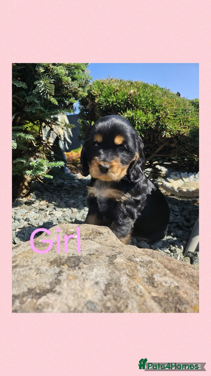 Cocker Spaniel dogs Kc reg Cocker Spaniel puppies READY NOW ! - Advert 2