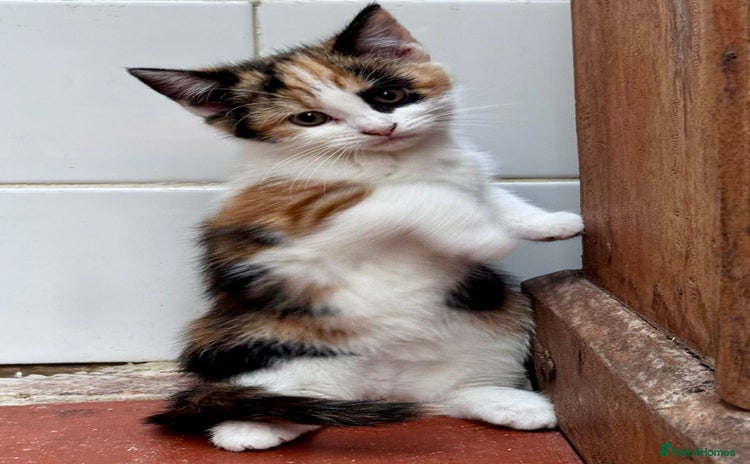 Mixed Breed cats - Advert 6