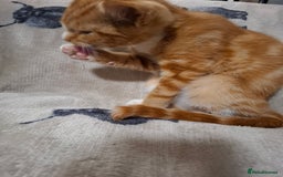 Domestic Shorthair cats for sale: 2 gorgeous ginger boys🌟 - Image 8