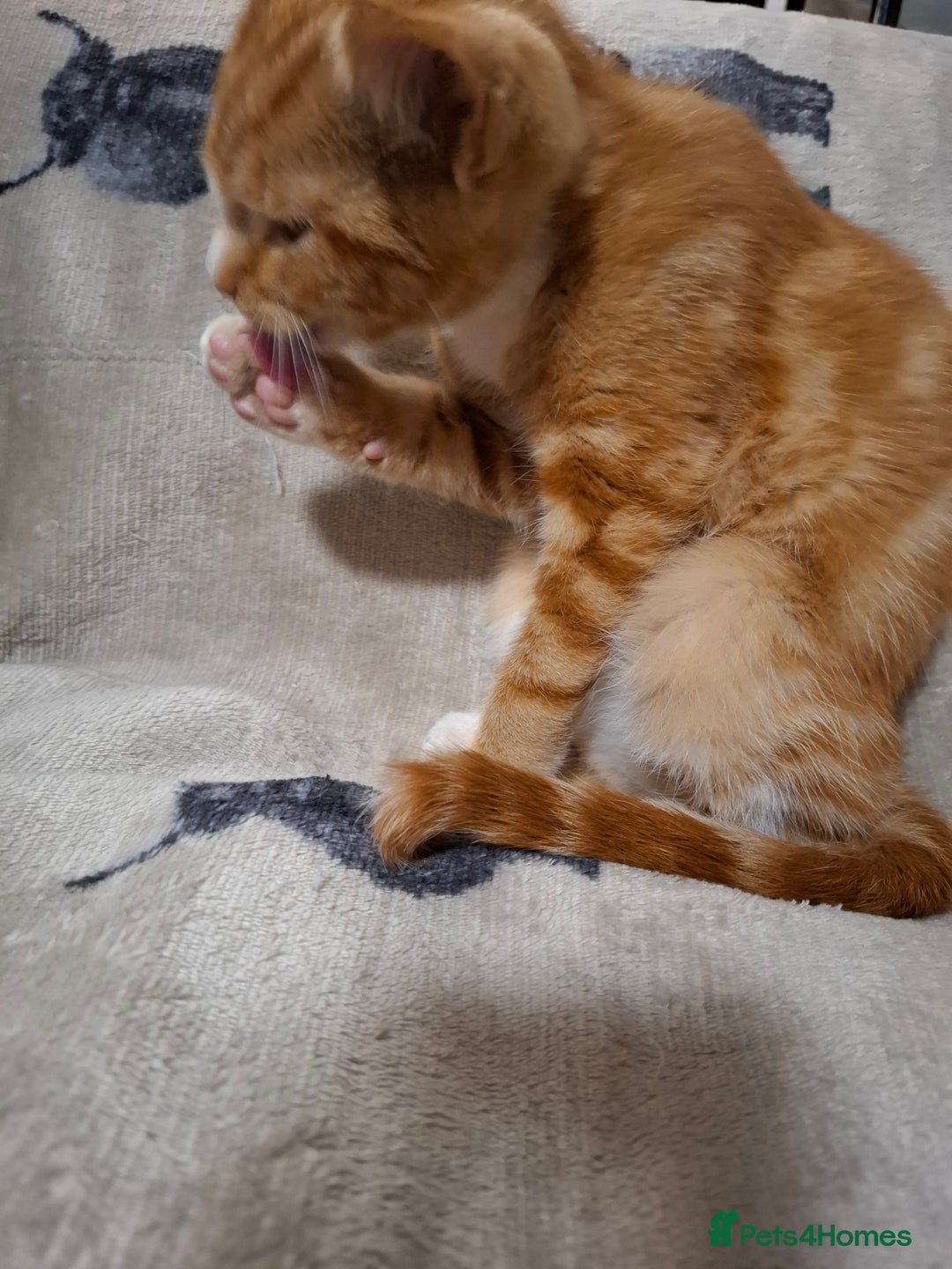 Domestic Shorthair cats for sale: 2 gorgeous ginger boys🌟 - Image 8
