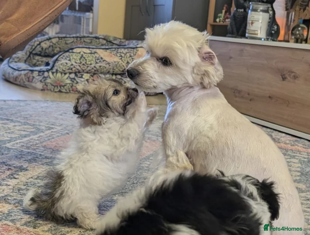 Chipoo dogs for sale: Chipoo Puppies - Advert 6