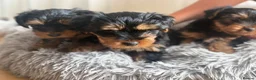 Yorkshire Terrier dogs for sale: 3 beautiful Yorkie boys for sale - Advert 22