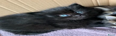 Turkish Angora 1