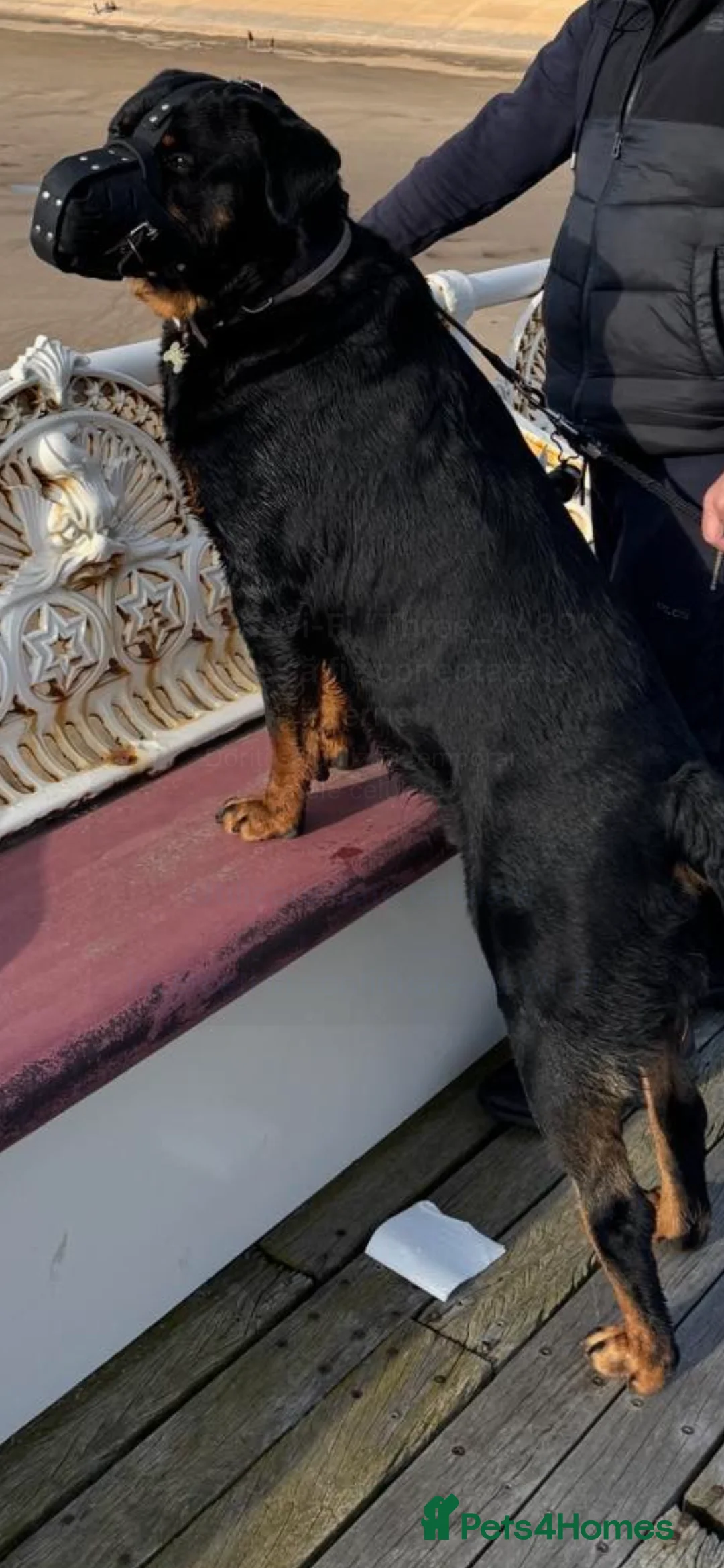 Rottweiler dogs for stud: Max Champion  in Walsall - Advert 17