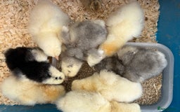 Chickens poultry for sale: Brahma, faverolles and quail chicks - Image 1
