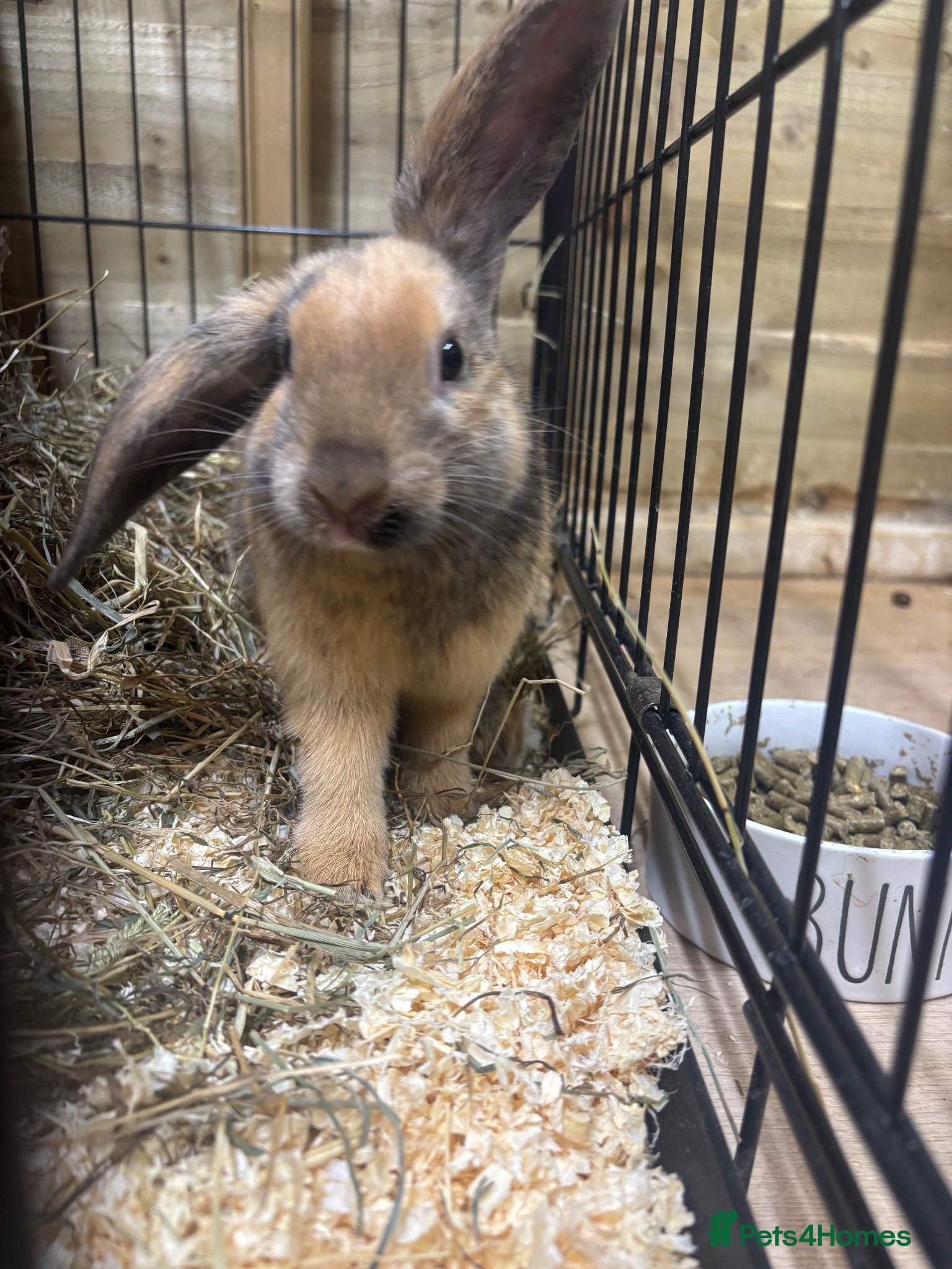 Mini Lop rabbits Male rabbit🤍 - Advert 1