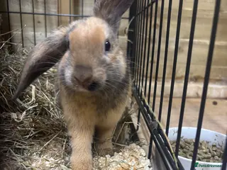 Mini Lop rabbits Male rabbit🤍 - Advert 1