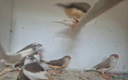 Finches birds for sale: ZEBRA FINCHES FOR SALE - Image 13