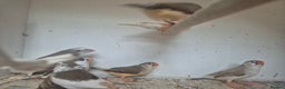 Finches birds for sale: ZEBRA FINCHES FOR SALE - Advert 13