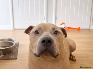 Staffordshire Bull Terrier dogs Male Staffordshire bull terrier - Advert 2