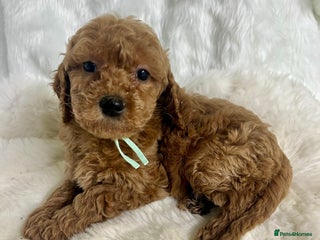 Goldendoodle dogs Outstanding quality fully tested Goldendoodle pups - Advert 1
