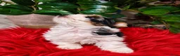 Biewer Terrier dogs for sale: 1 biewer boy Armani available - Advert 5