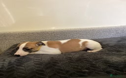 Whippet dogs for sale: Whippet puppies  - Image 15