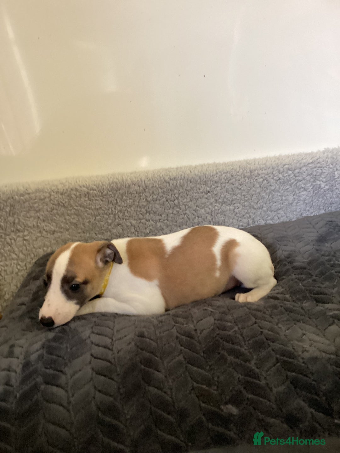 Whippet dogs for sale: Whippet puppies  - Image 15
