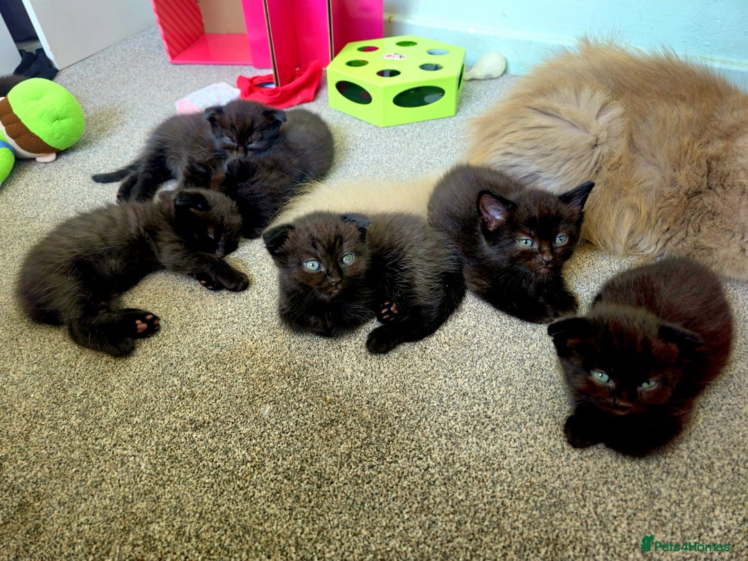 Mixed Breed cats for sale: Scottish Fold Mix Kittens –Ready 16th August 🐾 - Image 11