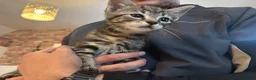 Mixed Breed cats for sale: Mixed breed kittens 🩷 - Advert 6