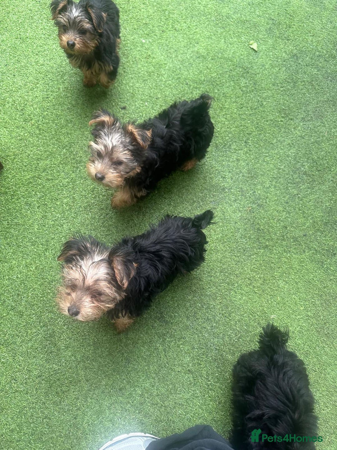 Yorkshire Terrier dogs for sale: Yorkshire terriers 1 boy 3 girls - Advert 28