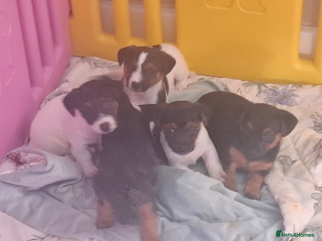 Jack Russell dogs for sale: Jack Russell pups - Image 18