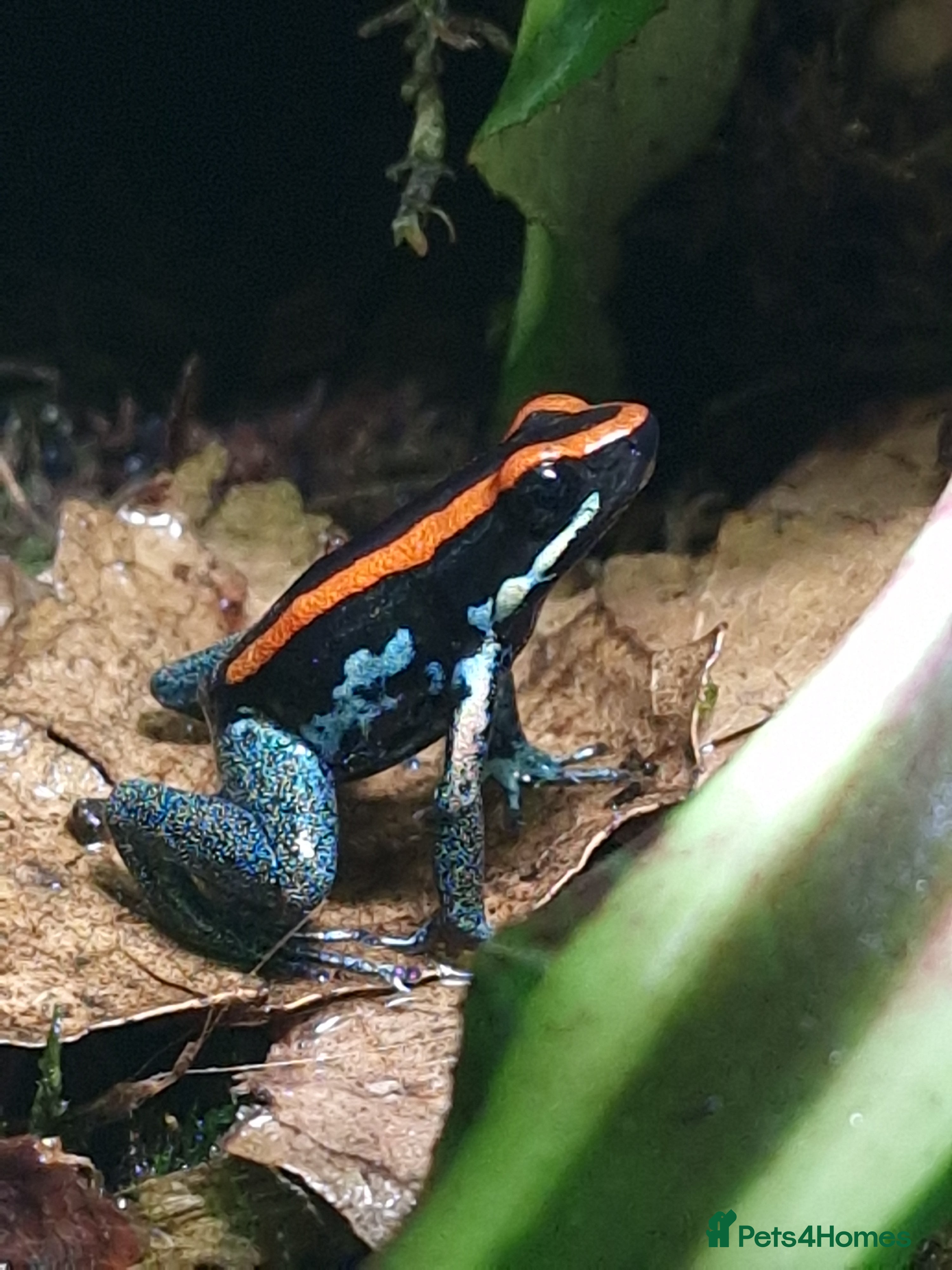 Frog reptiles Golfodulcean poison dart frogs - Advert 5