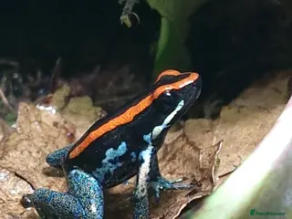 Frog reptiles Golfodulcean poison dart frogs - Advert 10