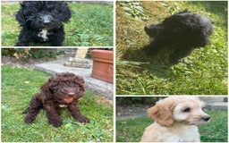 Cockapoo dogs for sale: Cockapoo puppies  - Image 1