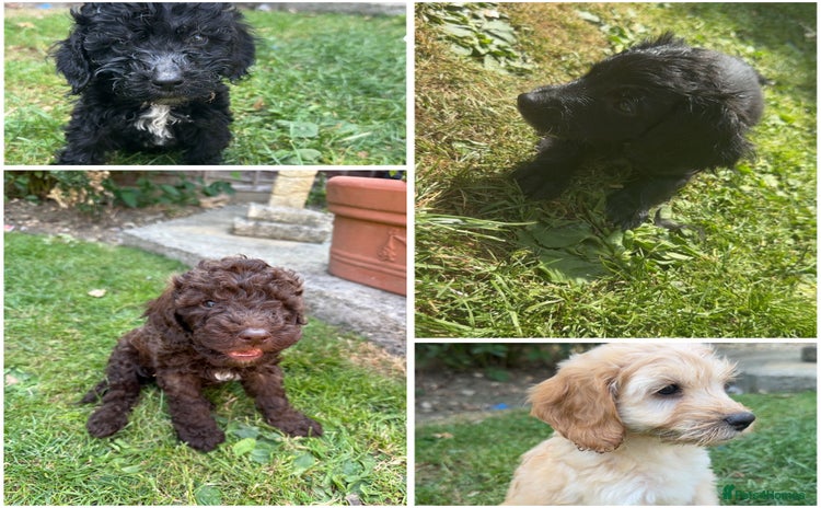 Cockapoo dogs - Advert 2