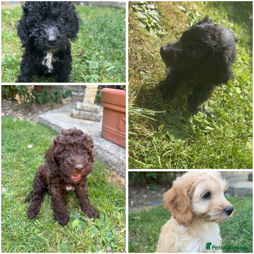 Cockapoo dogs for sale: Cockapoo puppies  - Image 1