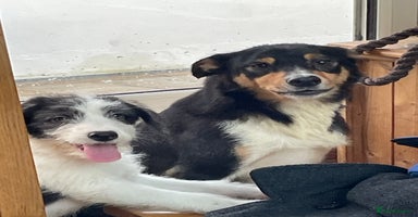 Mixed Breed dogs - Advert 15