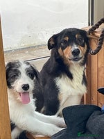 Mixed Breed dogs - Advert 15