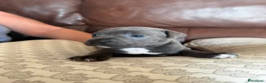 Staffordshire Bull Terrier 1
