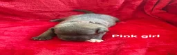Staffordshire Bull Terrier dogs for sale: 8 stunning Stafford bull terrier puppies - Advert 29
