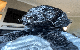 Cockapoo dogs for sale: Beautiful Thick coated Fluffy F1 Toy Cockapoo pups - Advert 31